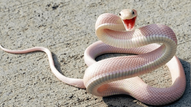 Ý nghĩa phong thủy của loài rắn