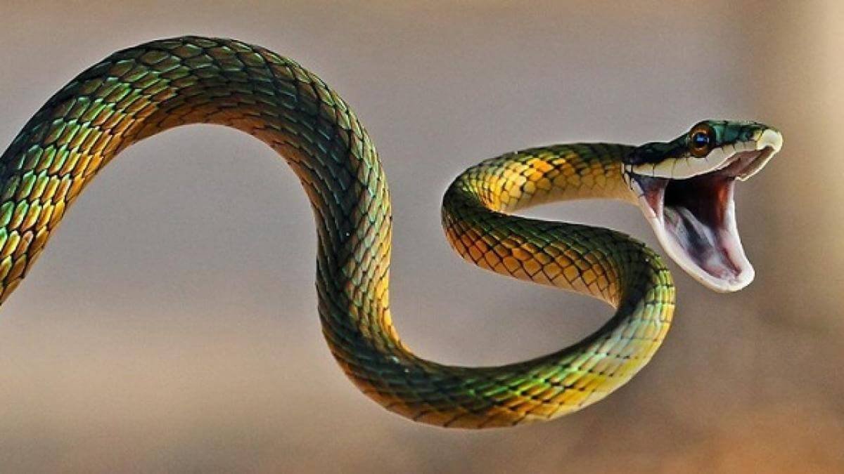 Nằm mơ thấy rắn cắn là điềm gì?